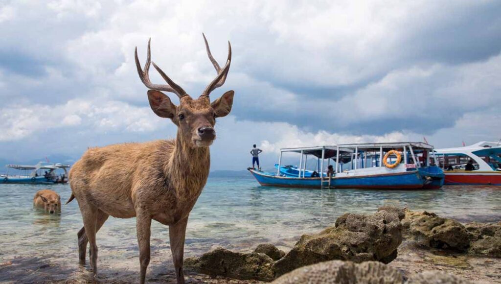 Bali Dalış Noktaları: Menjangan